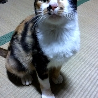 ハート模様がチャーミング、おみつです♪