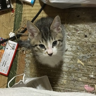 3兄妹です