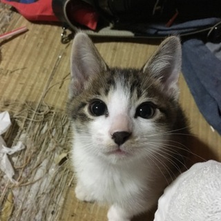 3兄妹です