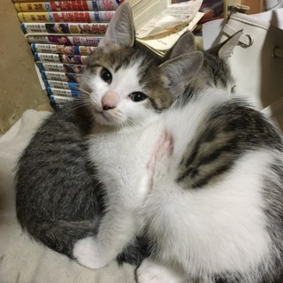 3兄妹です