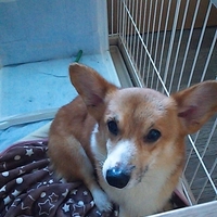 愛翔（アイト）