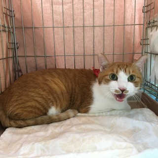 元気な甘えんぼブーちゃん