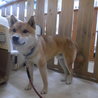 素直で物静かな柴犬の男の仔 サムネイル4
