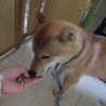 素直で物静かな柴犬の男の仔 サムネイル5