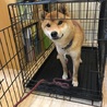 素直で物静かな柴犬の男の仔 サムネイル7