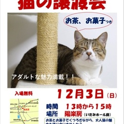 第10回‼️ねこの譲渡会(=^x^=)‼️