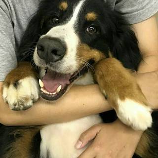 シャンス（バーニーズ）