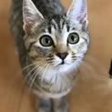 子猫の女の子