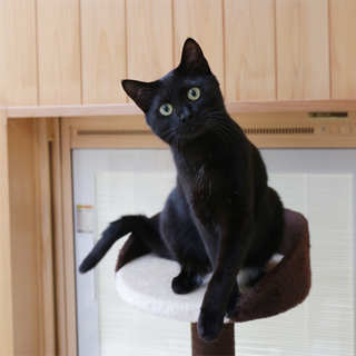 生後８ヶ月、お腹の白い黒猫ちゃん