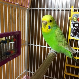 セキセイインコ　メス　里親募集
