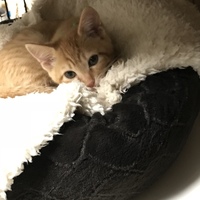 たかとら