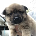 雑種黒茶の子犬メス