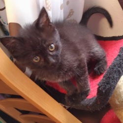 12月2日(土)に愛知県豊川市で譲渡会！