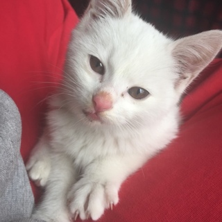 子猫の里親募集してます！