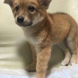 保健所からレスキューした子犬③
