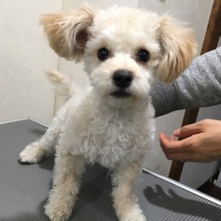 プードル×ビションＭＩＸ☆４カ月の男の子