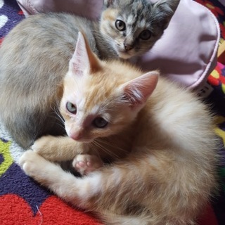 三毛猫里親募集