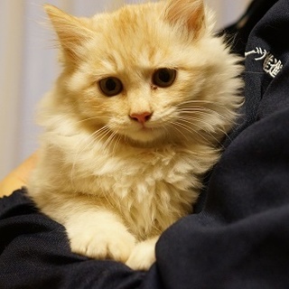 もふもふクリーム君