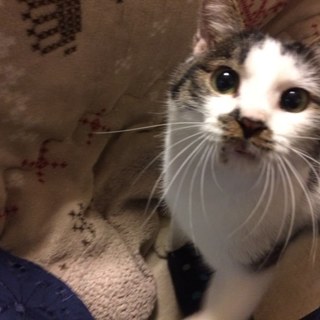 穏やかでとっても甘えん坊な元気な男の子です！