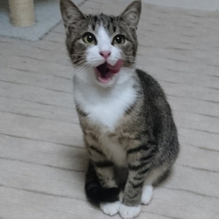 白たびを履いた可愛い、きなこ