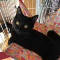 2ケ月半☆甘えん坊な黒猫のサムくん