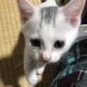 里親募集！オス