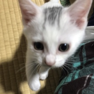 里親募集！オス