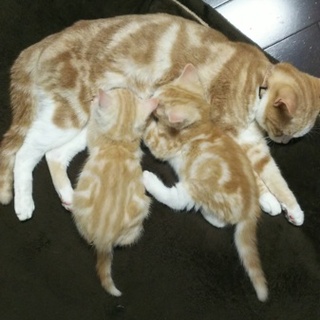 “募集停止”マンチカンの足長 子猫の兄妹です。