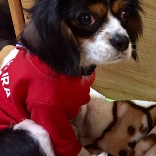 パピーのようなキャバリアの女の子 つぶちゃん 