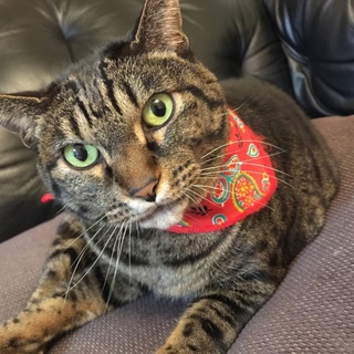 甘えたでかわいすぎる性格の猫ちゃんです♪