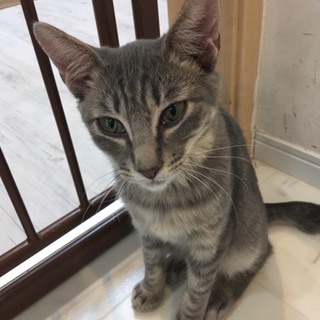 たんざく君　4か月のグレー縞の男の子