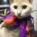 珍しいベージュ系の茶トラの女の子チャコちゃんです
