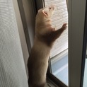 里親様が決定致しました。