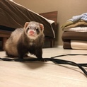 フェレット里親募集