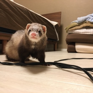 フェレット里親募集