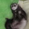 フェレット里親募集 サムネイル3