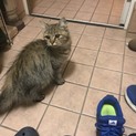 少し毛が長い、人懐っこい可愛い猫ちゃん