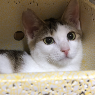 超ビビリからのウルトラ甘えたぴょんくん♡