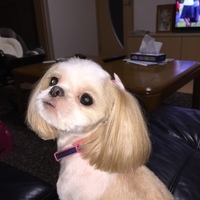 もこ