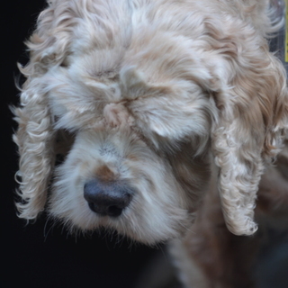 全盲のアメリカン・コッカー・スパニエルです