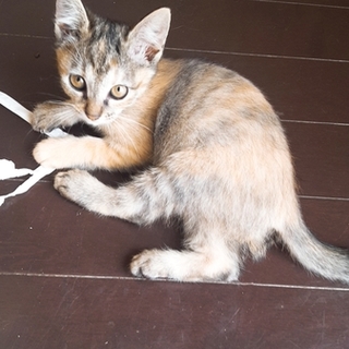 三ヶ月子猫里親募集中