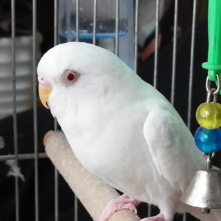 里親様決まりました！ありがとうございました！