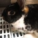 うさぎ一歳半の、里親募集になります。