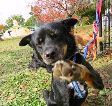 温厚な性格の 気のいい男 大阪府 犬の里親募集 1434 ペットのおうち 月間利用者150万人