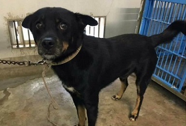 温厚な性格の 気のいい男 大阪府 犬の里親募集 1434 ペットのおうち 月間利用者150万人