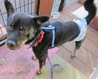 温厚な性格の 気のいい男 大阪府 犬の里親募集 1434 ペットのおうち 月間利用者150万人