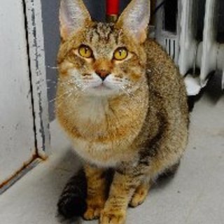 飼主放棄 綺麗な猫さんです