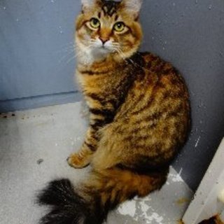 飼主放棄 綺麗な猫さんです