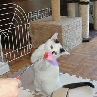 愛嬌だっぷりの可愛い子猫