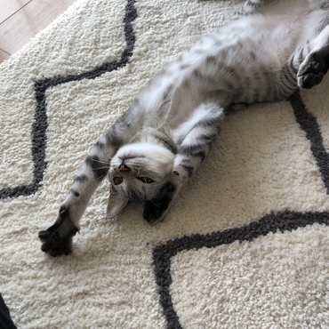 ホットカーペットの上でゴロゴロ